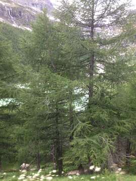 Image of European Larch