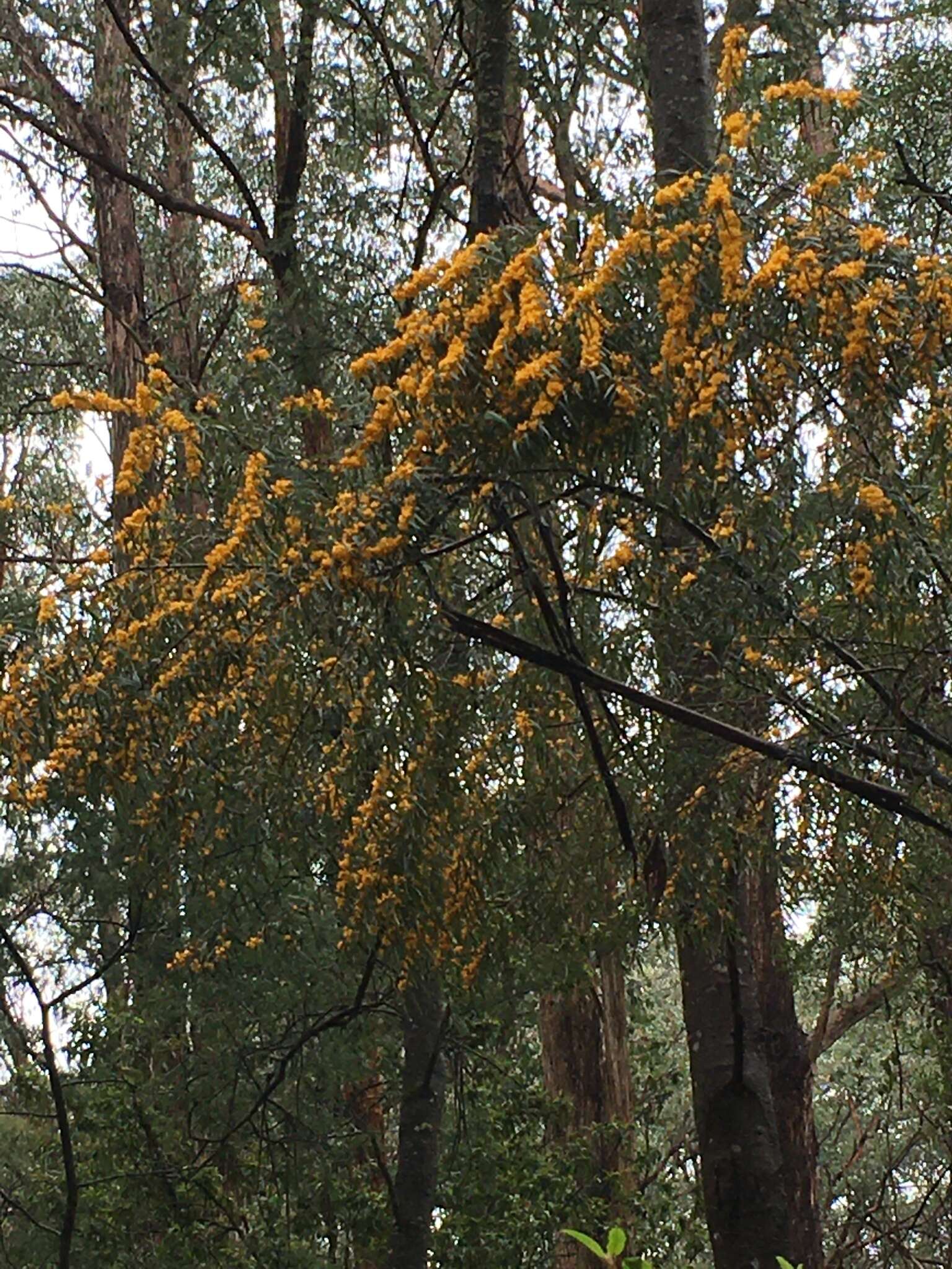 Image of Oxylobium arborescens R. Br.