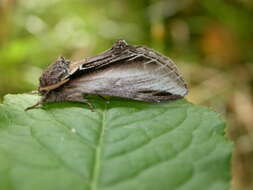 Image of Greater Swallow Prominent