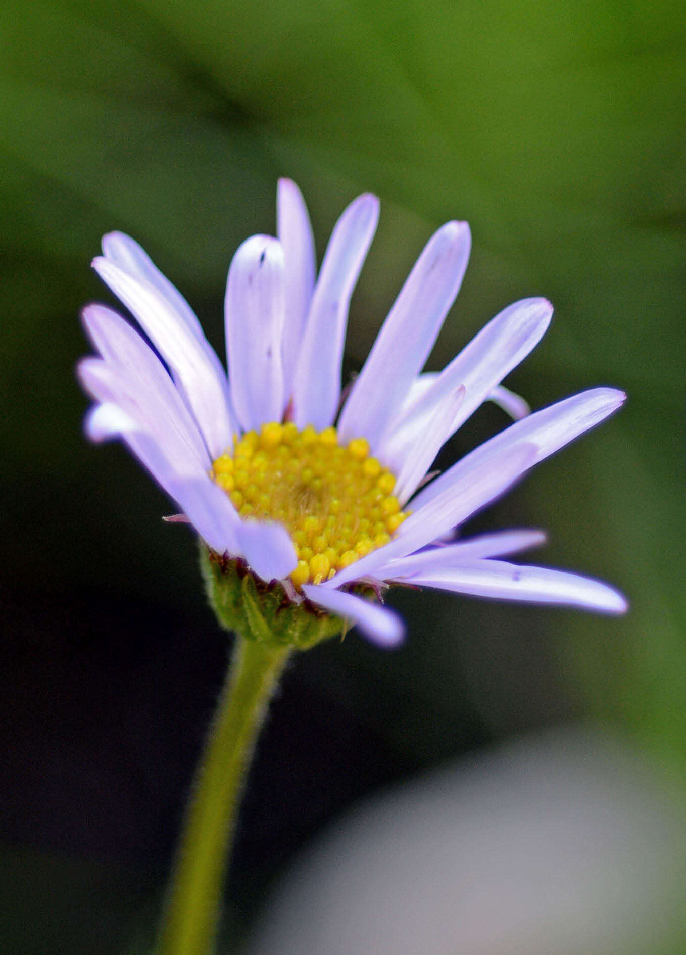 Image of Afroaster confertifolius (Hilliard & B. L. Burtt) J. C. Manning & Goldblatt