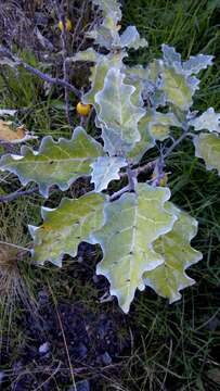 Image de Solanum marginatum L. fil.