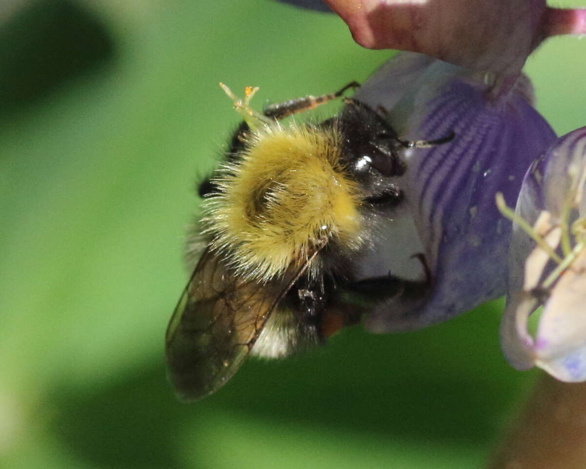 Image of Confusing Bumblebee