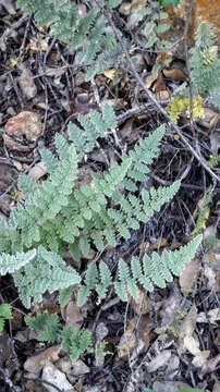 Image of Eaton's lipfern