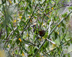 Image of Azara's Spinetail