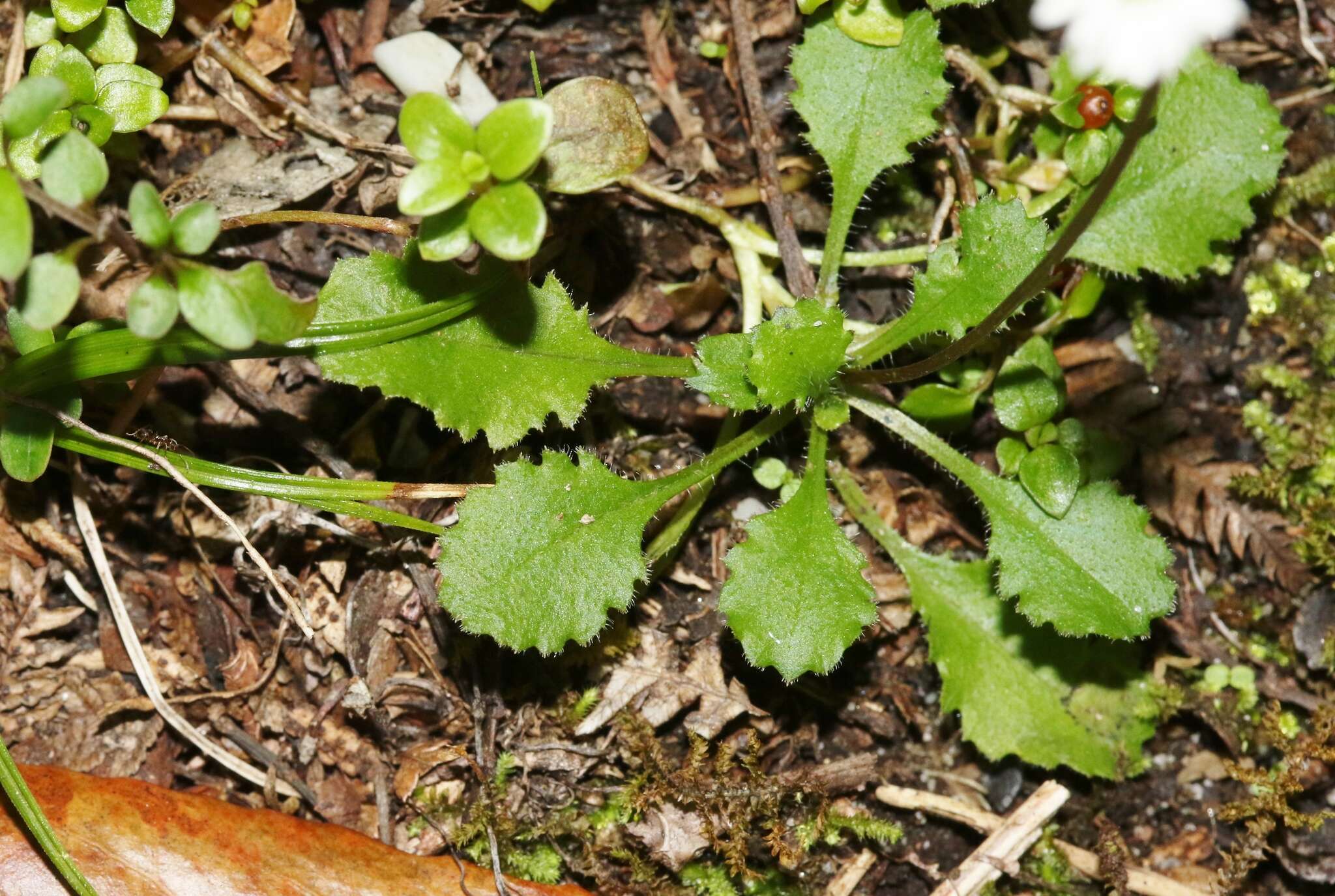 Image de Lagenophora pumila (Forst. fil.) Cheesem.