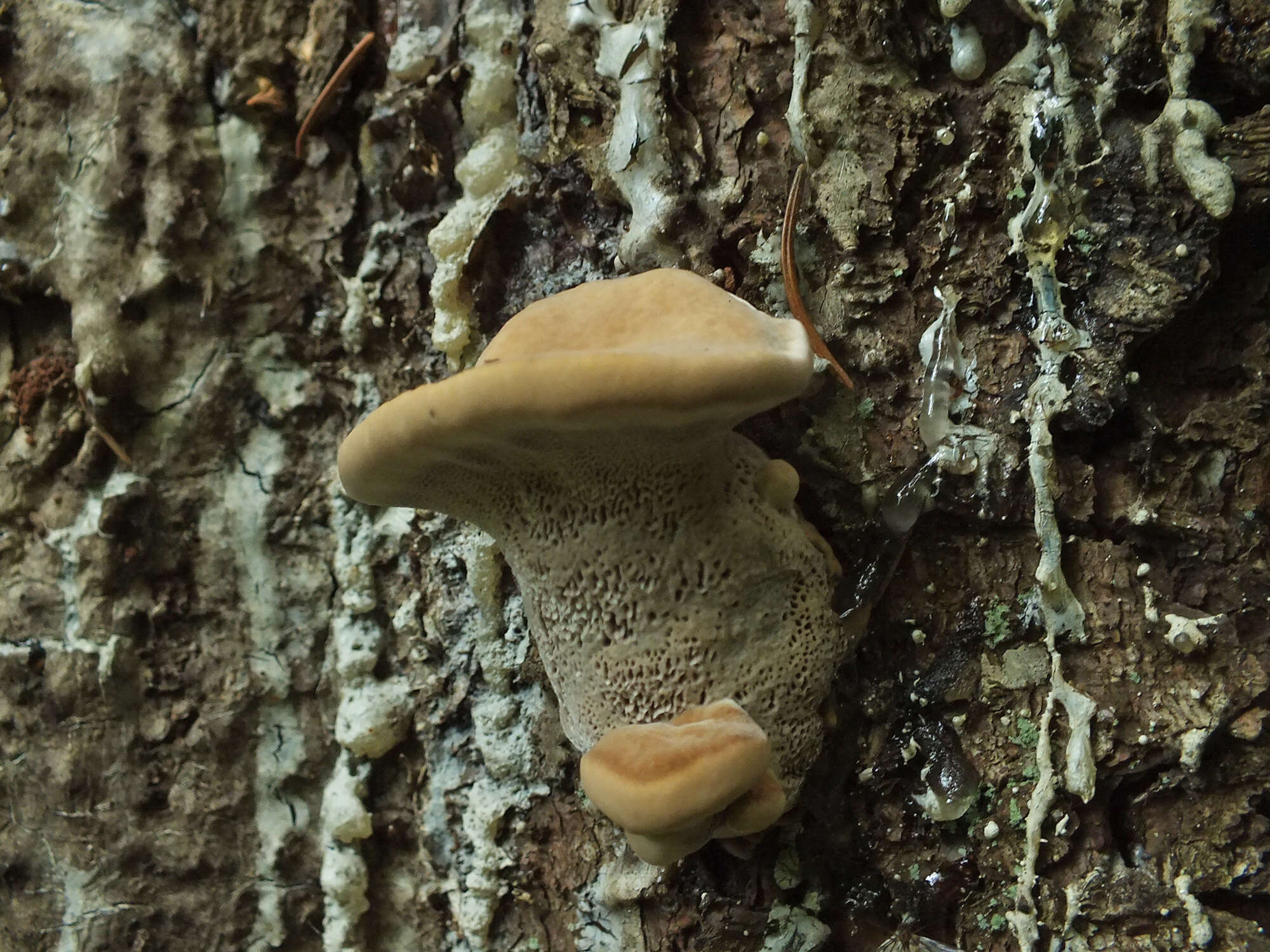 Inonotus leporinus (Fr.) Gilb. & Ryvarden 1993 resmi