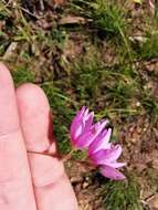 Image of Ixia flexuosa L.