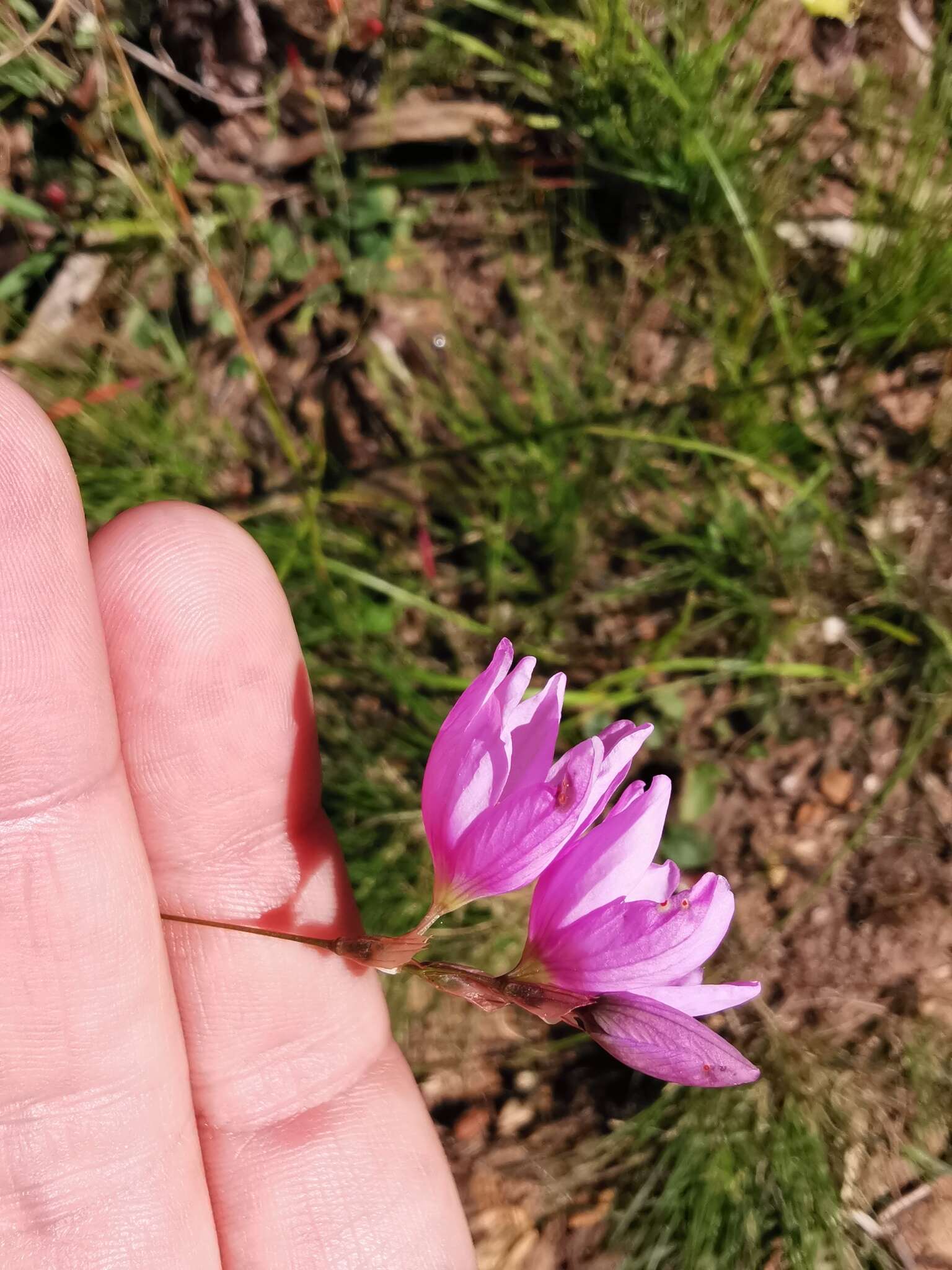 Image of Ixia flexuosa L.