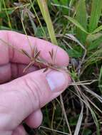 Image of slender flatsedge