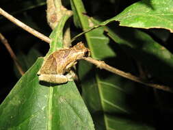 Image of Dendropsophus kamagarini Rivadeneira, Venegas & Ron 2018