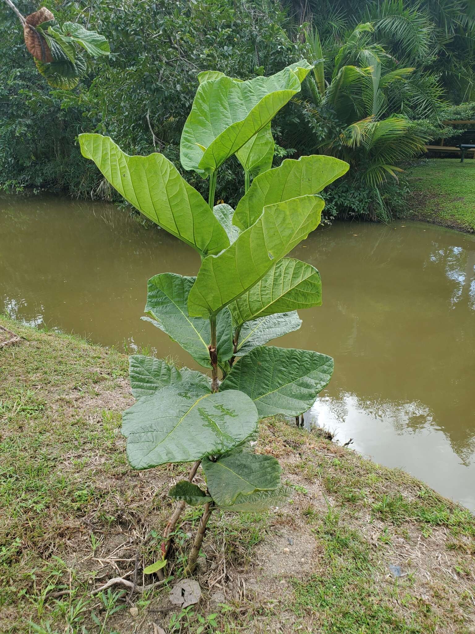 Coccoloba rugosa Desf. resmi