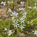 Image of Tecophilaea violiflora Bertero ex Colla