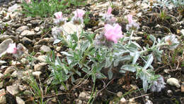 Image de Convolvulus calvertii subsp. ruprechtii (Boiss.) J. R. I. Wood & Scotland