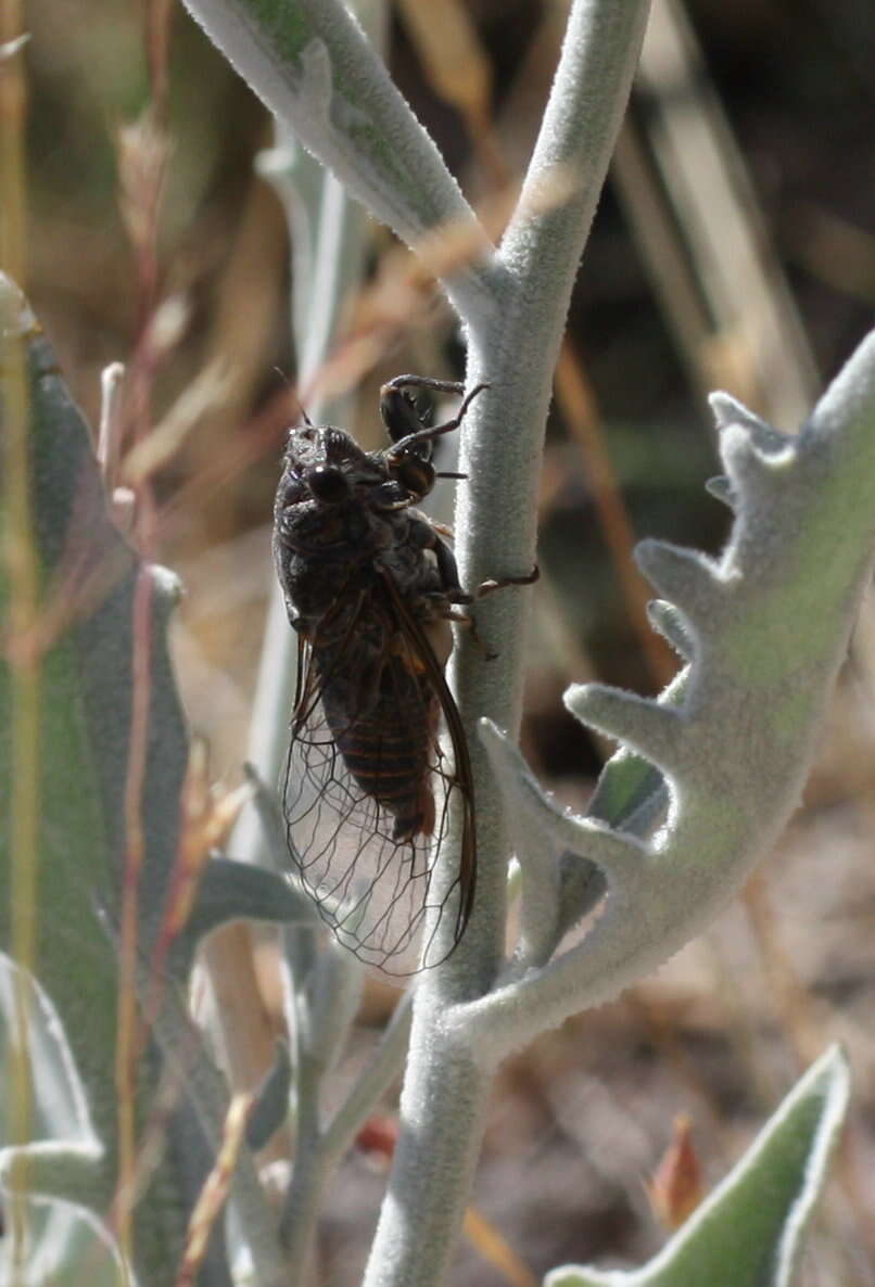 Image of Tettigettalna helianthemi galantei Puissant 2010