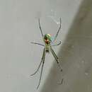 Leucauge argyrobapta (White 1841) resmi