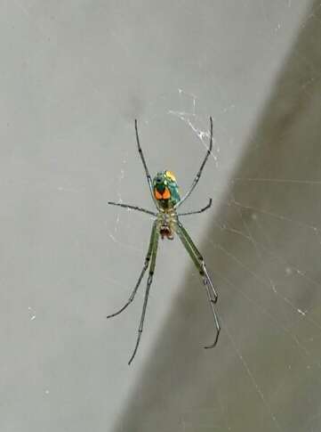 Image of Leucauge argyrobapta (White 1841)