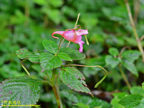 Image of Impatiens uniflora Hayata