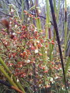 Image of Erica multiflexuosa E. G. H. Oliver