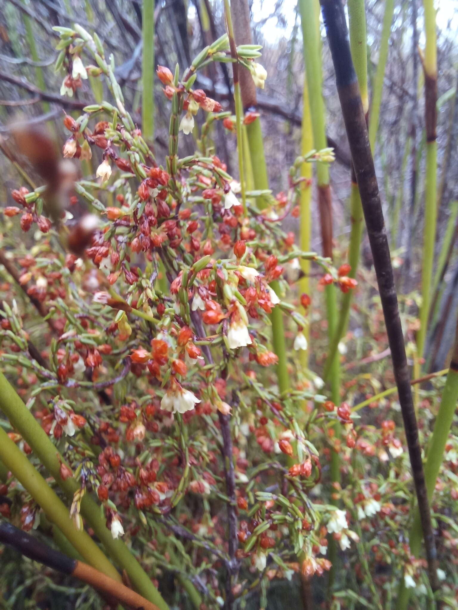 Image of Erica multiflexuosa E. G. H. Oliver