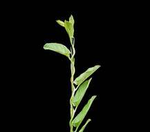 Image of Field Bindweed