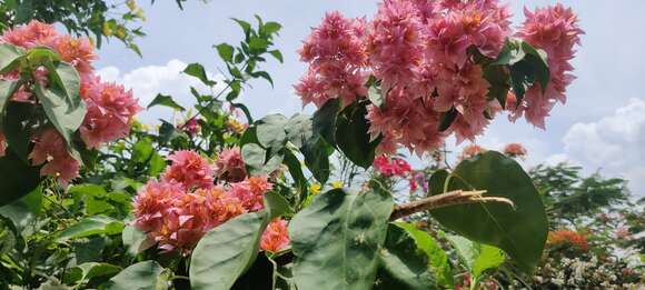 Imagem de Bougainvillea spectabilis Willd.