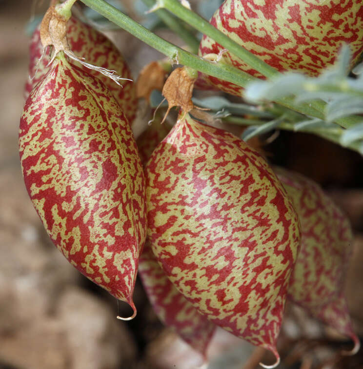 Image of Astragalus oophorus var. oophorus