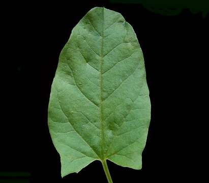 Image of Field Bindweed