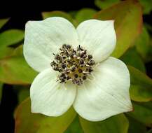 Image of Bunchberry
