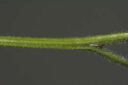 Image of Hypolepis rugosula subsp. lactea (Brownsey & Chinnock) Schwartsb.