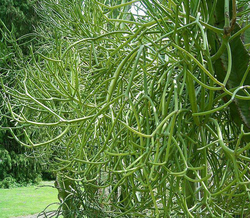 Image of Indiantree spurge