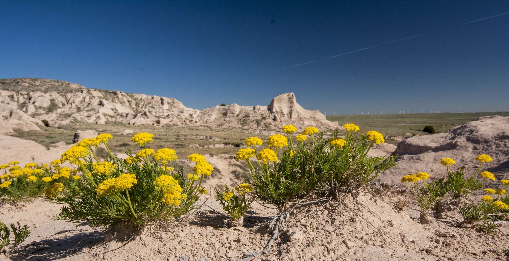 Image of slender wildparsley