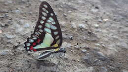 Graphium eurypylus (Linnaeus 1758) resmi