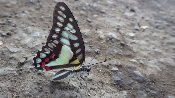 Слика од Graphium eurypylus (Linnaeus 1758)