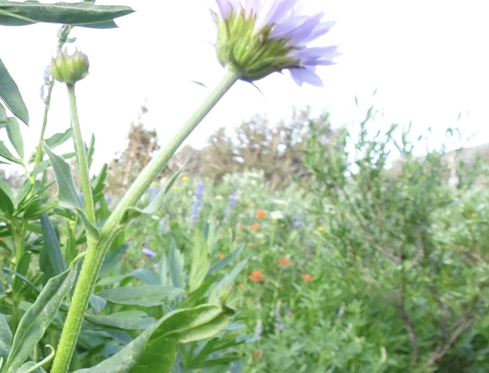 Image of Glacier Fleabane