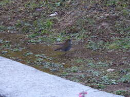 Image of Ruddy-capped Nightingale-Thrush