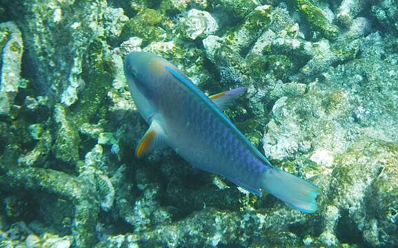 Image of Pink-margined Parrotfish