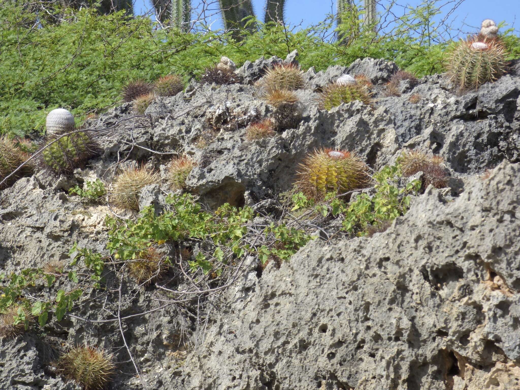 Image of Melocactus macracanthos (Salm-Dyck) Link & Otto