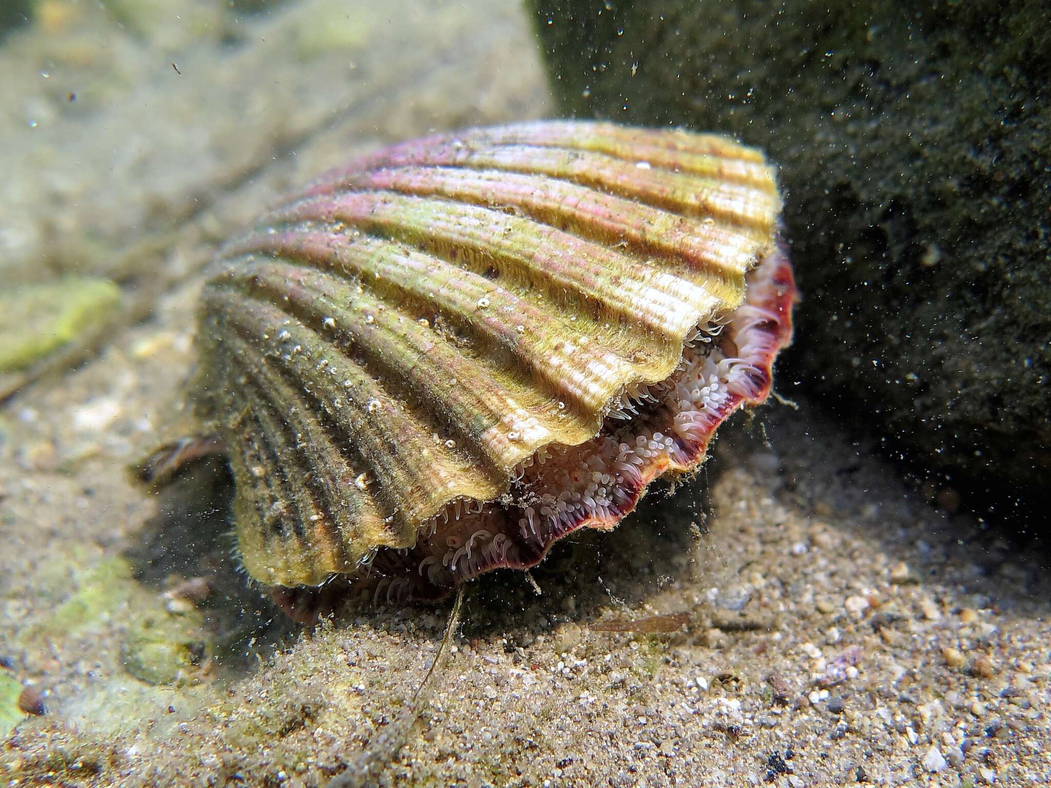 Image of St.James's scallop