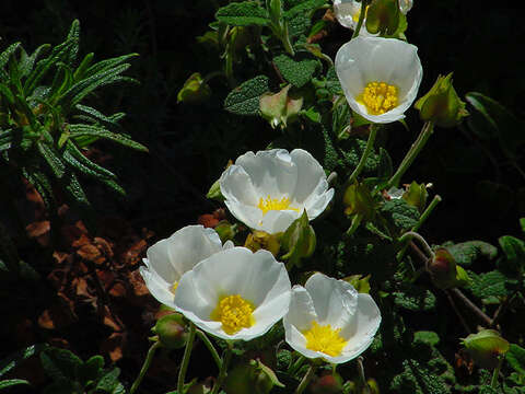 Image of salvia cistus