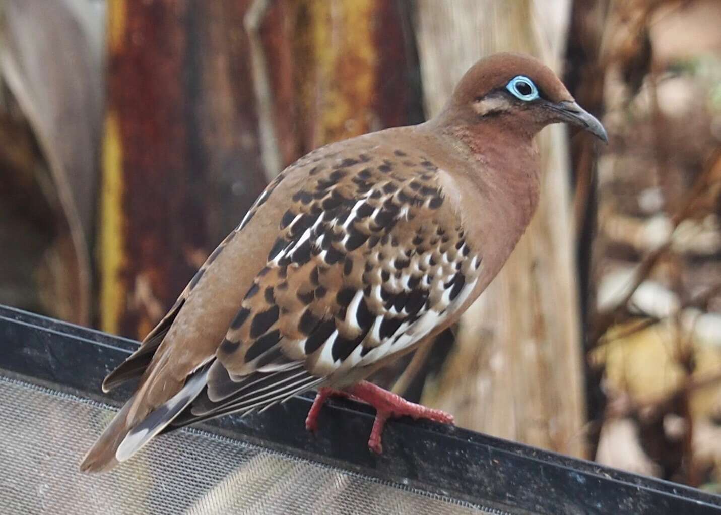 Imagem de Zenaida galapagoensis Gould 1841