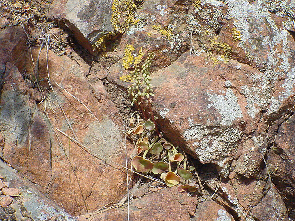 Image of Umbilicus rupestris (Salisb.) Dandy