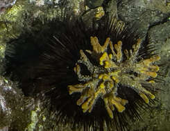 Image of Mediterranean mermaid's glove