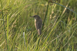 Image of Clamorous Reed Warbler