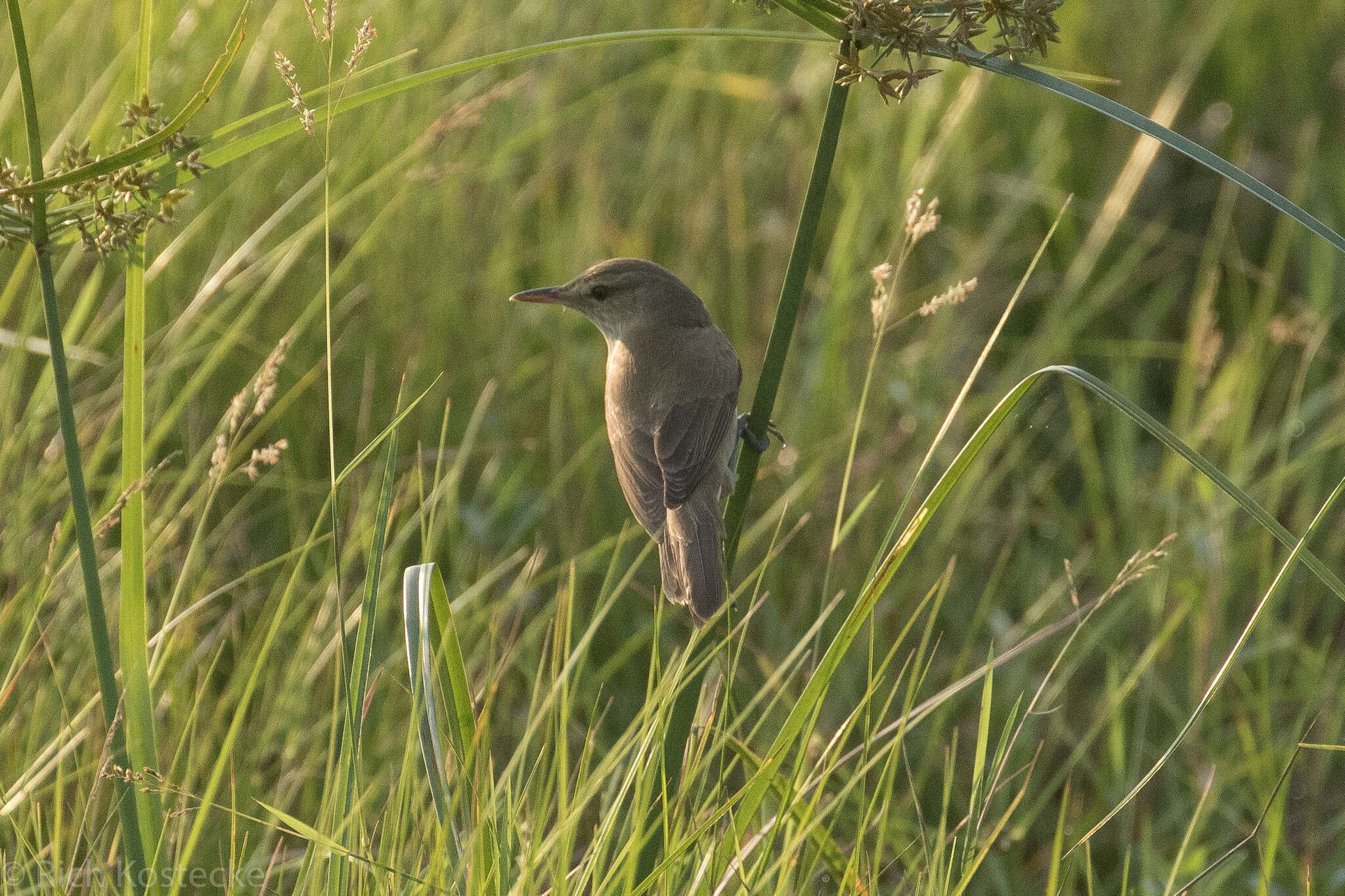 Image of Clamorous Reed Warbler