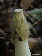 Image of Stinkhorn