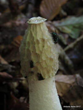 Image of Stinkhorn