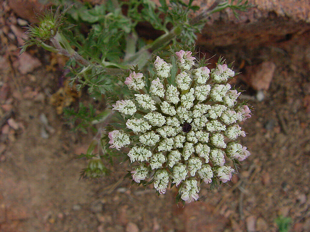 Image of Queen Anne's lace