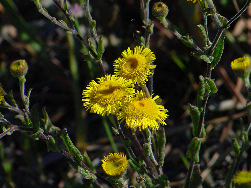 Image of false fleabane