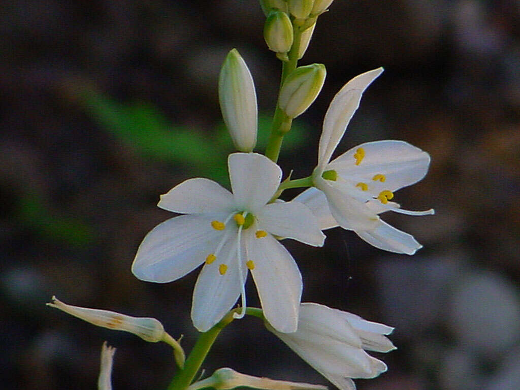 Image of St. Bernard’s lily