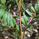 Image of Boronia rubiginosa A. Cunn. ex Endl.